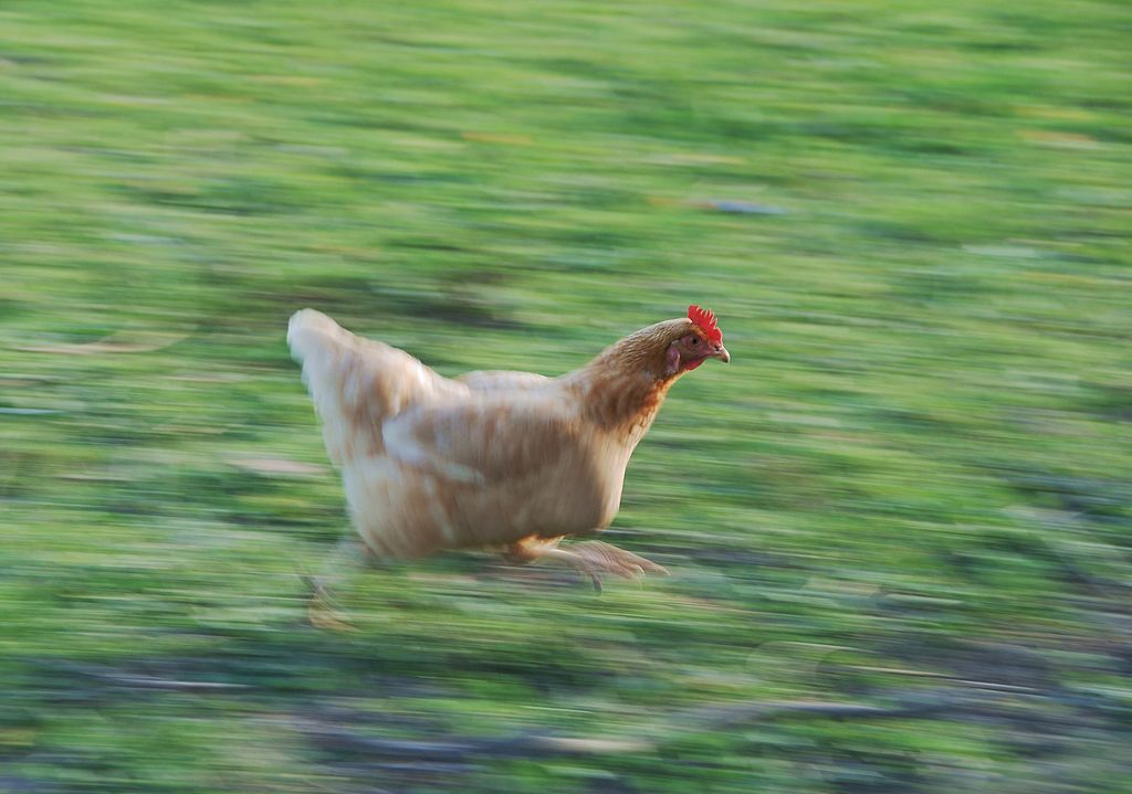A very fast chicken